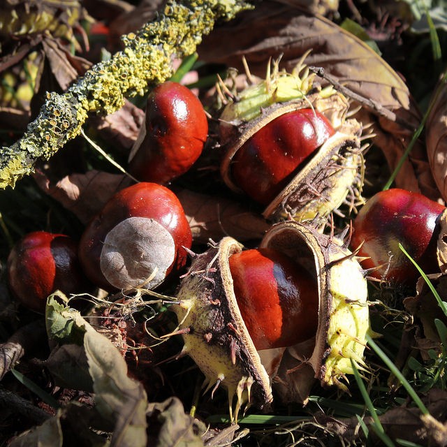 Autumn in London, Conkers